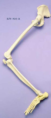 Leg & Half Pelvis Articulated