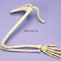 Arm & Shoulder Articulated