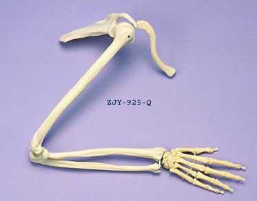 Arm & Shoulder Articulated