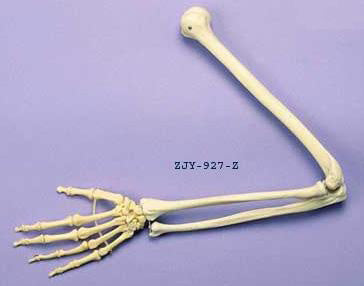 Arm Articulated
