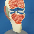 Synovial Joint on Stand