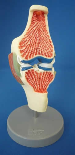 Synovial Joint on Stand