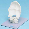 Movable Occipital Joint