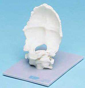 Movable Occipital Joint