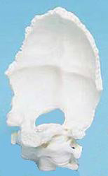 Movable Occipital Unmounted