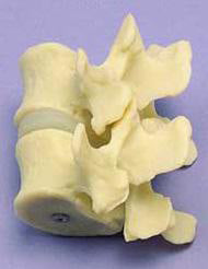Vertebral Joint