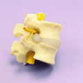 Two Vertebrae