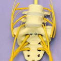Lumbar Vertebrae And Sacrum