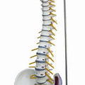 Muscled Spine with Nerves