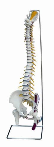 Muscled Spine with Nerves