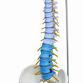 Didactic Flexible Spine