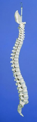 Flexible Spine, Medical