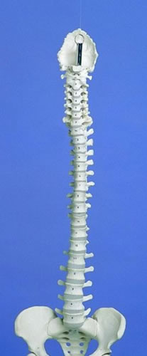 Rigid Spine, Medical, With Pelvis