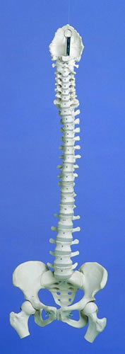 Flexible Spine, Medical, With Pelvis And Femur Ends