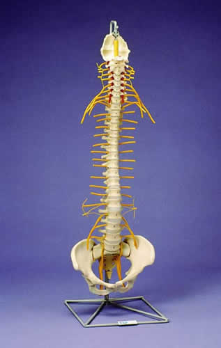Flexible Spine, Medical, With Tilt And Torsion