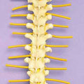 Thoracic Vertebrae