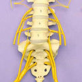 Lumbar Vertebrae