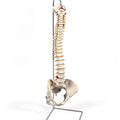 Vertebral Column Flexible