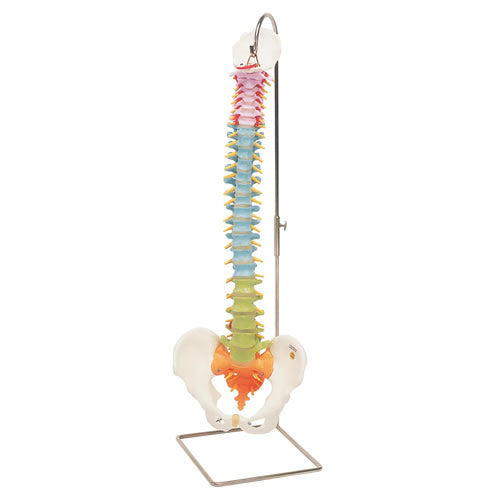 Vertebral Column Coloured