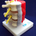 Lumbar Vertebrae With Muscles