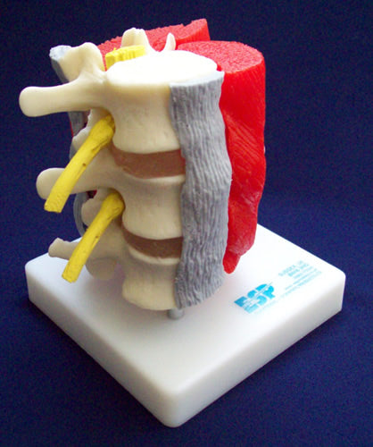 Lumbar Vertebrae With Muscles