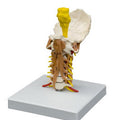 Muscled Cervical Vertebrae