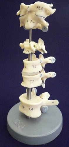 Comparative Vertebrae Set