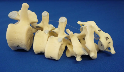 Comparative Vertebrae Set on Nylon