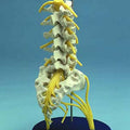 Flexible Lumbar Spine