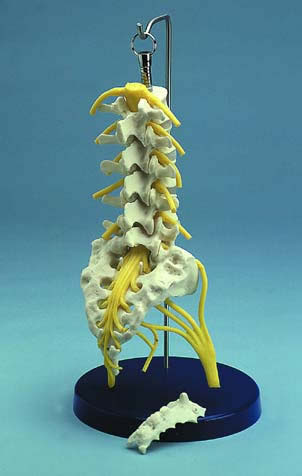 Flexible Lumbar Spine