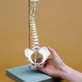 Miniature Spine Model & Stand