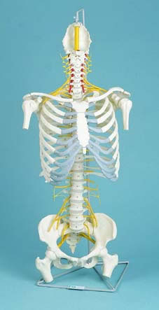 Spine, Medical, With Rib Cage