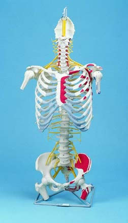 Spine, Medical, With Rib Cage, Painted