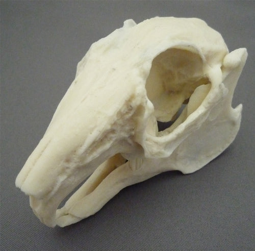 Rabbit Skull, Plastic