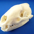 Badger Skull