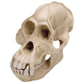 Orang Utan Skull, Plastic