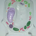 Plant Cell Model (Budget)