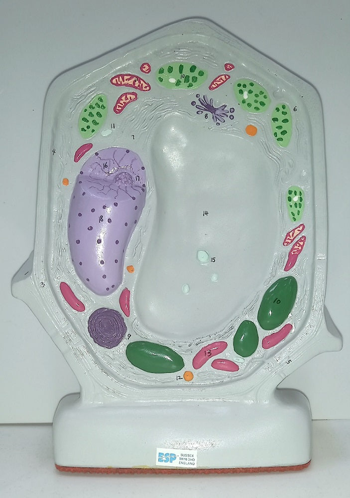 Plant Cell Model (Budget)