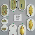 Mitosis (Mitotic Cell Division)