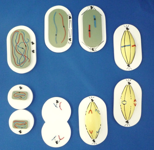 Mitosis, Unmounted