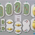 Meiosis (Reduction Division) Model