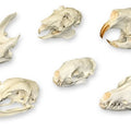 Comparative Skull Set