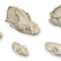 Dietary Skull Set
