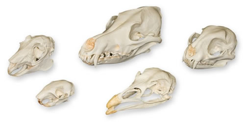 Predator & Prey Skull Set