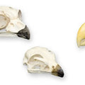 Bird of Prey Skull Kit