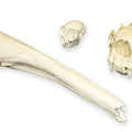 Animal Adaptation Skull Kit - Mammals
