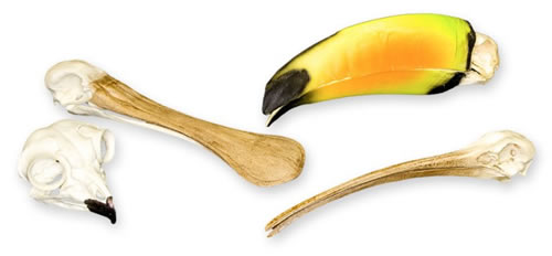 Animal Adaptation Skull Kit - Birds