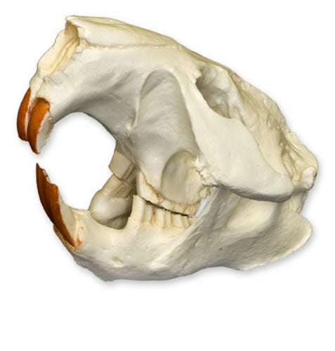 American Beaver Skull
