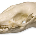 Hedgehog Skull