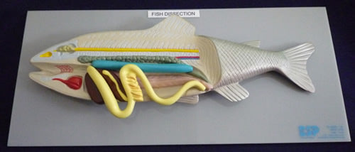 Fish Model